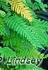 Polypodium polypodioides var. michauxianum, habit