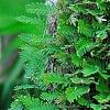 Polypodium polypodioides var. michauxianum, habit