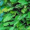 Polypodium polypodioides var. michauxianum, habit