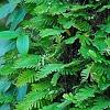 Polypodium polypodioides var. michauxianum, habit