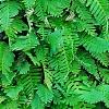 Polypodium polypodioides var. michauxianum, habit