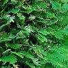 Polypodium polypodioides var. michauxianum, habit