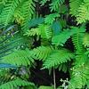 Polypodium polypodioides var. michauxianum, habit