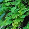 Polypodium polypodioides var. michauxianum, habit