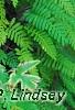 Polypodium polypodioides var. michauxianum, habit