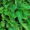 Polypodium polypodioides var. michauxianum, habit