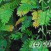 Polypodium polypodioides var. michauxianum, habit