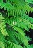 Polypodium polypodioides var. michauxianum, habit