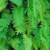 Polypodium polypodioides var. michauxianum, habit