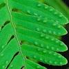Polypodium polypodioides var. michauxianum, leaves