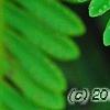 Polypodium polypodioides var. michauxianum, leaves