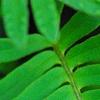 Polypodium polypodioides var. michauxianum, leaves