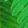 Polypodium polypodioides var. michauxianum, leaves