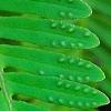 Polypodium polypodioides var. michauxianum, leaves