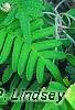 Polypodium polypodioides var. michauxianum, leaves