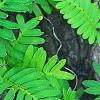 Polypodium polypodioides var. michauxianum, leaves