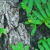 Polypodium polypodioides var. michauxianum, leaves