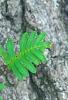Polypodium polypodioides var. michauxianum, leaves