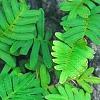 Polypodium polypodioides var. michauxianum, leaves
