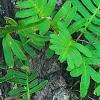 Polypodium polypodioides var. michauxianum, leaves