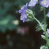 Polemonium caeruleum, flowers