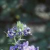 Polemonium caeruleum, flowers
