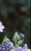 Polemonium caeruleum, flowers