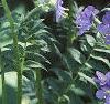 Polemonium caeruleum, flowers