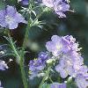 Polemonium caeruleum, flowers