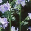 Polemonium caeruleum, flowers
