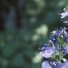 Polemonium caeruleum, flowers