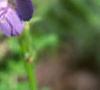 Polemonium caeruleum, flowers
