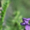Polemonium caeruleum, flowers