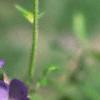 Polemonium caeruleum, flowers