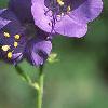 Polemonium caeruleum, flowers