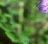 Polemonium caeruleum, flowers