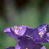 Polemonium caeruleum, flowers