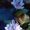 Eichhornia crassipes, flowers