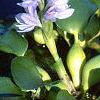 Eichhornia crassipes, flowers