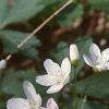 Claytonia virginica, habit