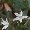 Claytonia virginica, habit