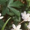 Claytonia virginica, habit