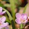 Claytonia virginica, habit