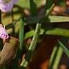 Claytonia virginica, habit