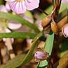 Claytonia virginica, habit