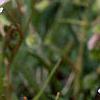 Claytonia virginica, flowers