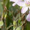 Claytonia virginica, flowers