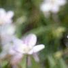 Claytonia virginica, flowers