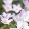 Claytonia virginica, flowers