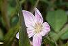 Claytonia virginica, flowers